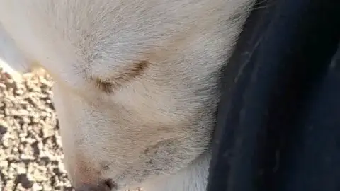 Donne chiot huski