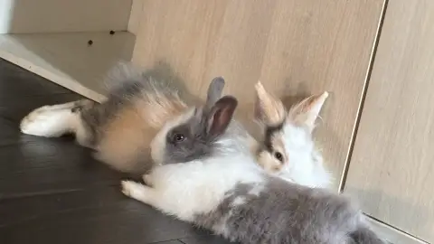 Lapin