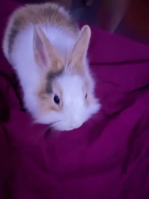 Lapin photo 2