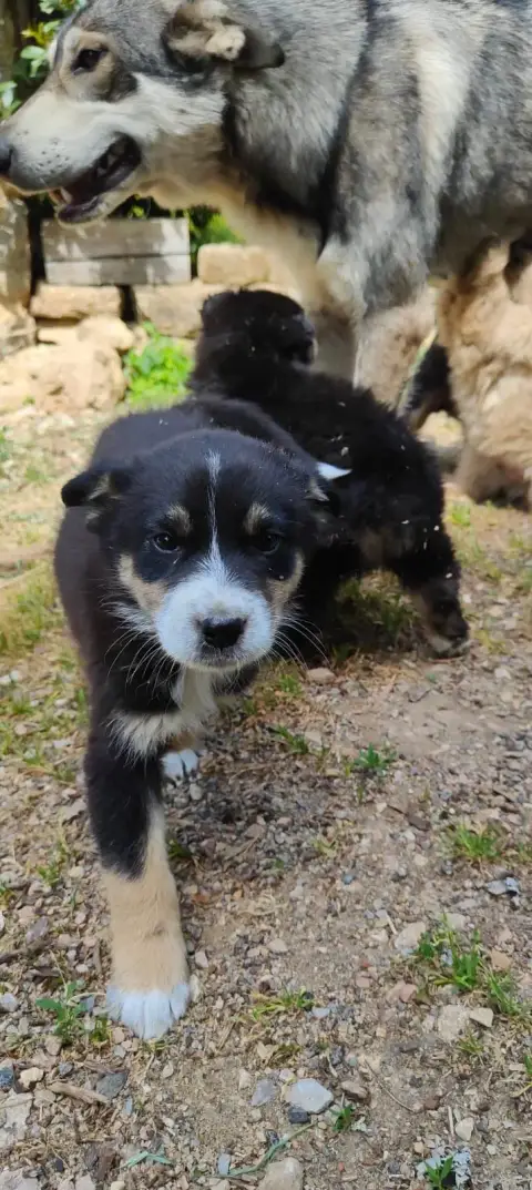 chiot photo 4