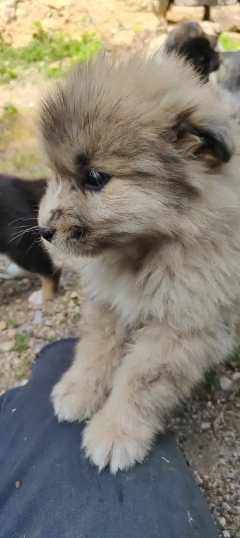 chiot photo 2