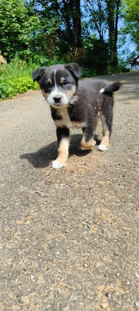 chiot photo 5