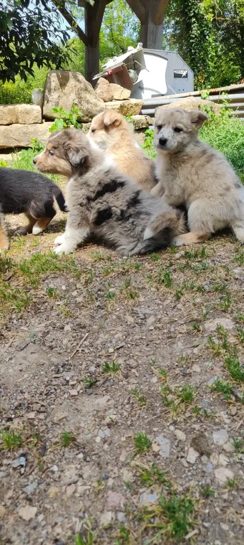 chiot photo 3