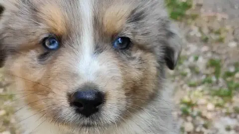 Adopter chiot