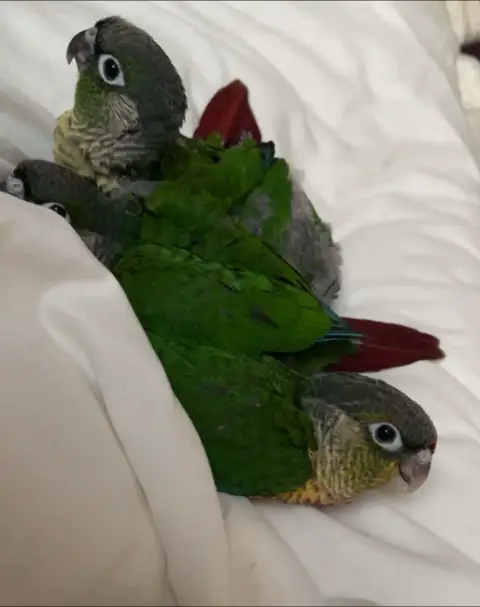 Conures EAM photo 3