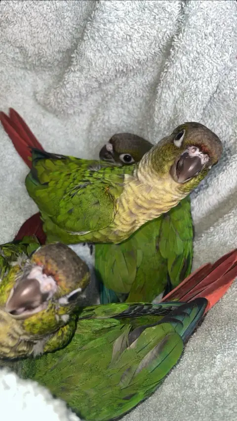 Conures EAM photo 2