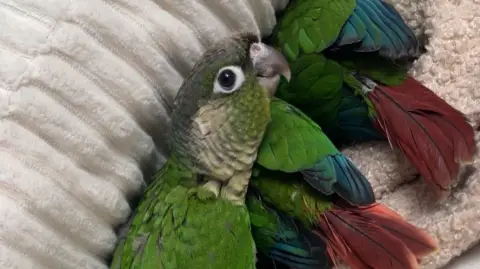 Conures EAM