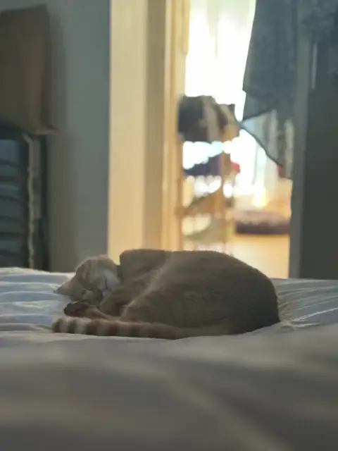 Chat propre et câlin cherche famille aimante photo 2