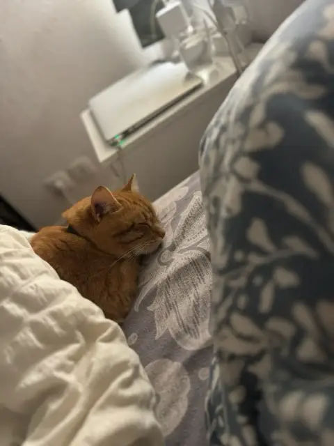 Chat propre et câlin cherche famille aimante photo 4