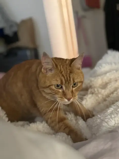 Chat propre et câlin cherche famille aimante photo 5