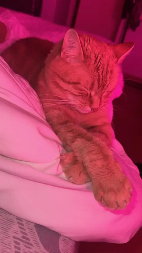 Chat propre et câlin cherche famille aimante photo 3