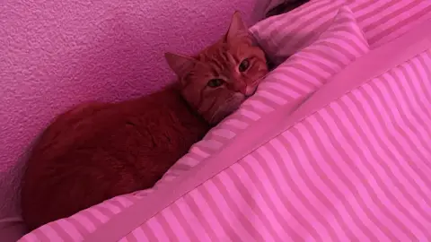 Chat propre et câlin cherche famille aimante