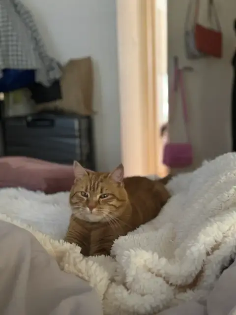 Chat propre et câlin cherche famille aimante photo 6