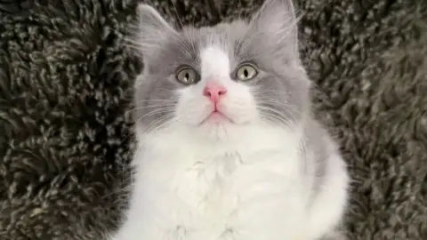 2 magnifiques chatons Ragdoll en adoption avec frais d'adoption