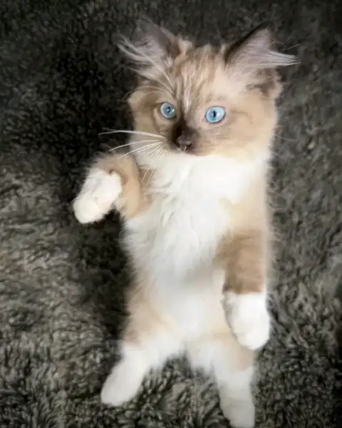 2 magnifiques chatons Ragdoll en adoption avec frais d'adoption photo 2