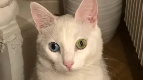 Chat