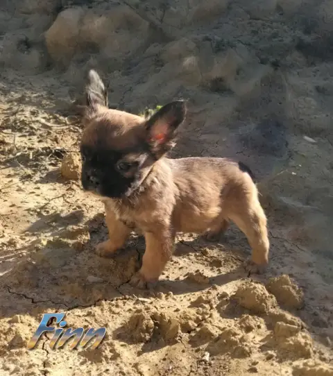 Mâle bouledogue français fluffy photo 5