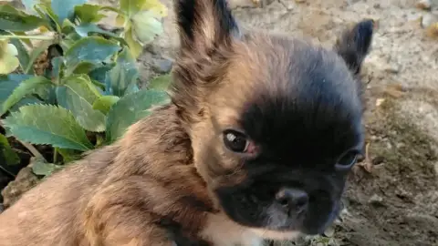 Mâle bouledogue français fluffy