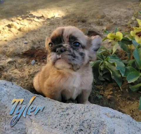 Mâle bouledogue français fluffy photo 4