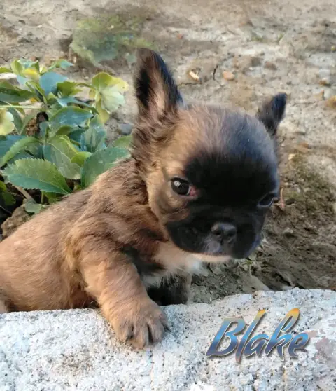 Mâle bouledogue français fluffy photo 3