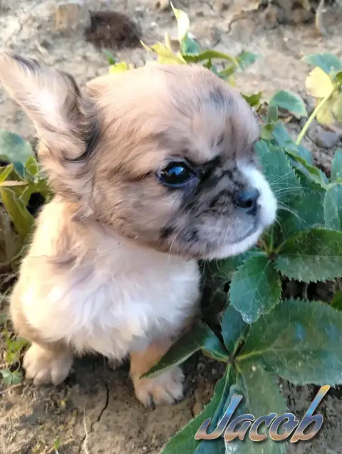 Mâle bouledogue français fluffy photo 6