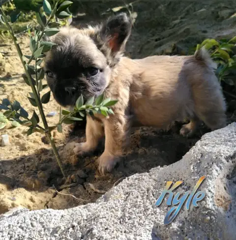Mâle bouledogue français fluffy photo 2