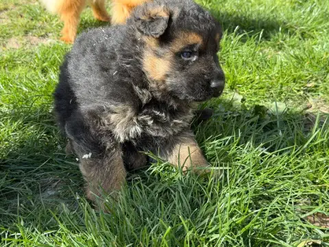 Berger Allemand  Chiot N°1 Du Moulin De Madjurie photo 2