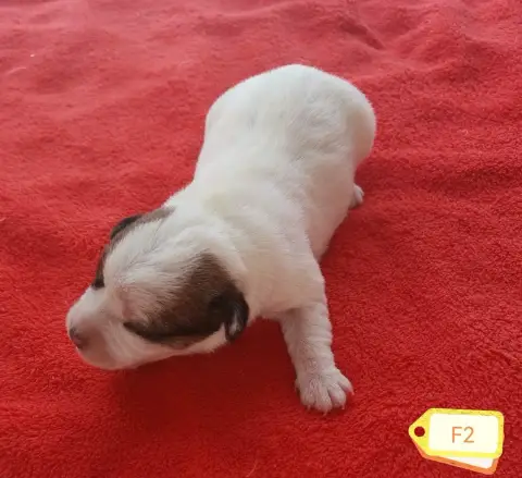 Jack Russell Terrier 
                        B... De 7c637 photo 2