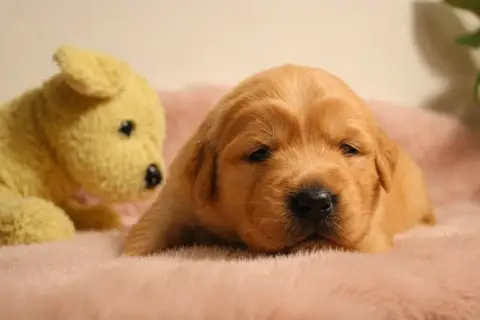 Golden Retriever  Chiot N°1