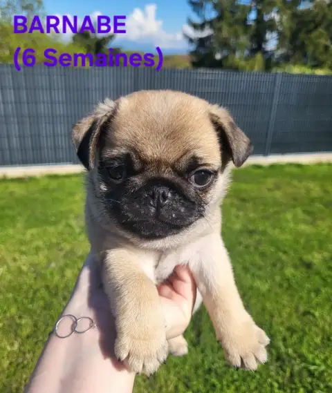 Carlin  Barnabe Des Petits Pugdingtons