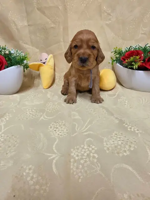 Cocker Spaniel Anglais 
                        B.... be9af photo 3