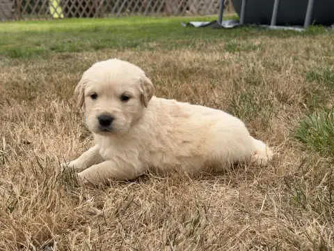 Golden Retriever 
                        Mâle Collie a9f88
