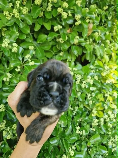 Boxer  Chiot N°2 De Yu Box