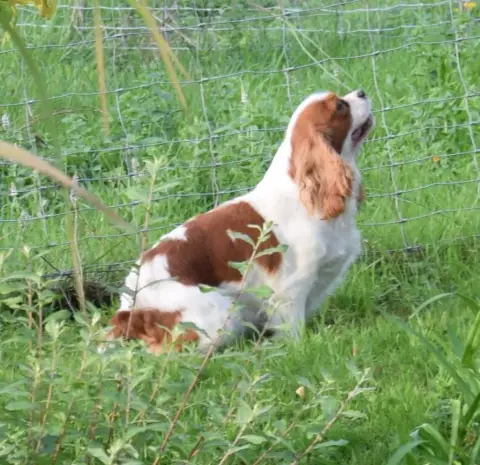 Cavalier King Charles Spaniel  Chiot N°3 Des Collines f6102 photo 3