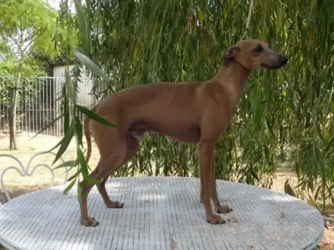 Petit Levrier Italien  Chiot 4 Des Princes De Kazan cc77f photo 2