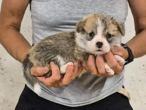 Welsh Corgi Pembroke  B... De Paline