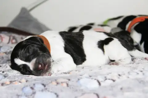 Chien D'Arrêt Allemand À Poil Dur  Balthazar Des Arrê 67f05