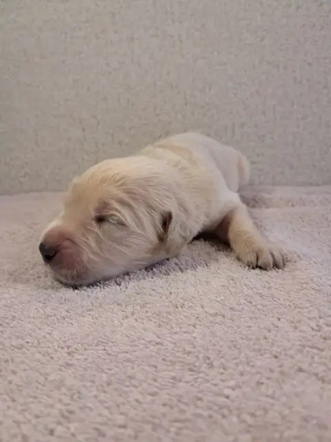 Golden Retriever  Babouille Du Royaume D Helfy Du Roy c2a23 photo 2