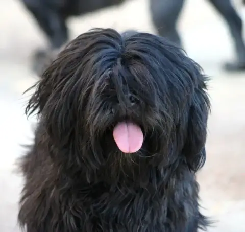 Lhassa Apso  Chiot N°1 Des Contes De Gwelane photo 3