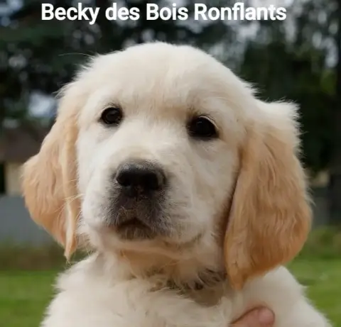 Golden Retriever  Becky Des Bois Ronflants photo 2
