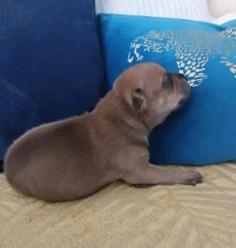 Staffordshire Bull Terrier  Chiot N°1 De Karysha