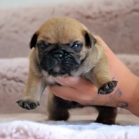 Bouledogue Français  Boston Texas Des Loves Didi