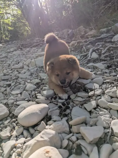 Shiba  Bouba Des Seigneurs D'Orient photo 3