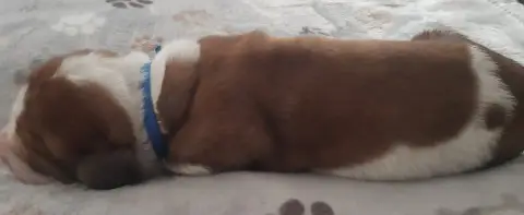 Basset Hound  Collier Bleu Du Domaine Du Bois Dore