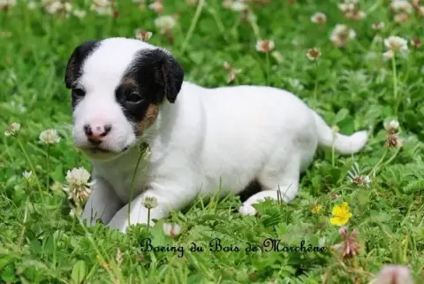 Parson Russell Terrier  Boeing Du Bois De Morchène photo 3