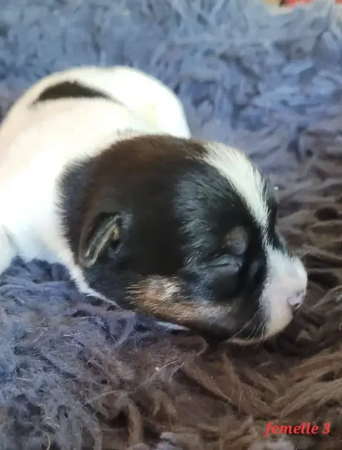 Jack Russell Terrier  Tricolore Du Bois De Lhu