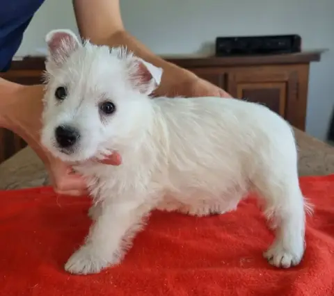 West Highland White Terrier  Chiot N°2 004 Des Hirond 7e254 photo 2