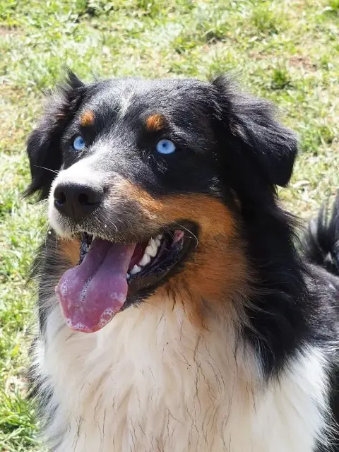 Berger Australien  Chiot N°1 Des Monts De La Gaya Sci c6d99 photo 2