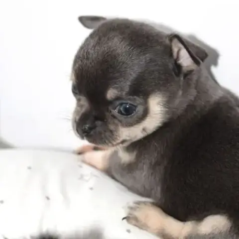 Magnifique Chiot Chihuahua