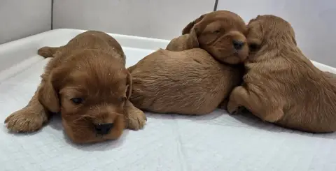 Cavalier King Charles Spaniel  Chiot N°5 Vom Der Rite 9413b
